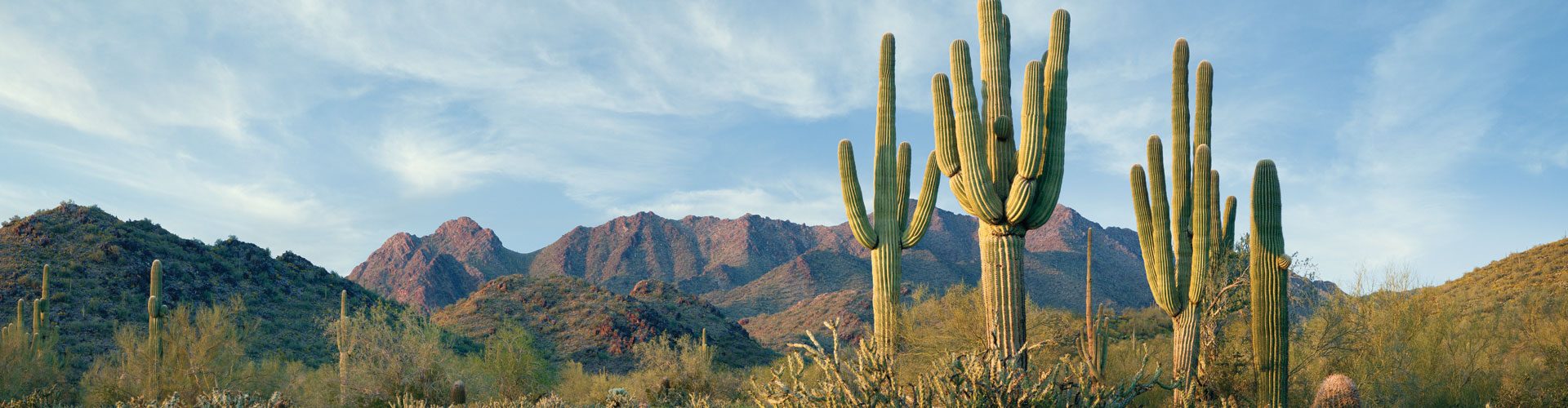 Saguaro Kaktee in Arizona