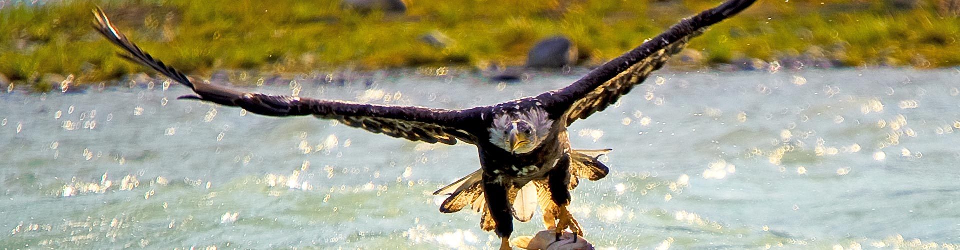 Adler mit Beute im Wrangell St. Elias National Park